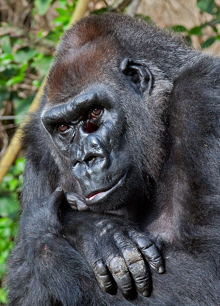 Gorilla striking a pose