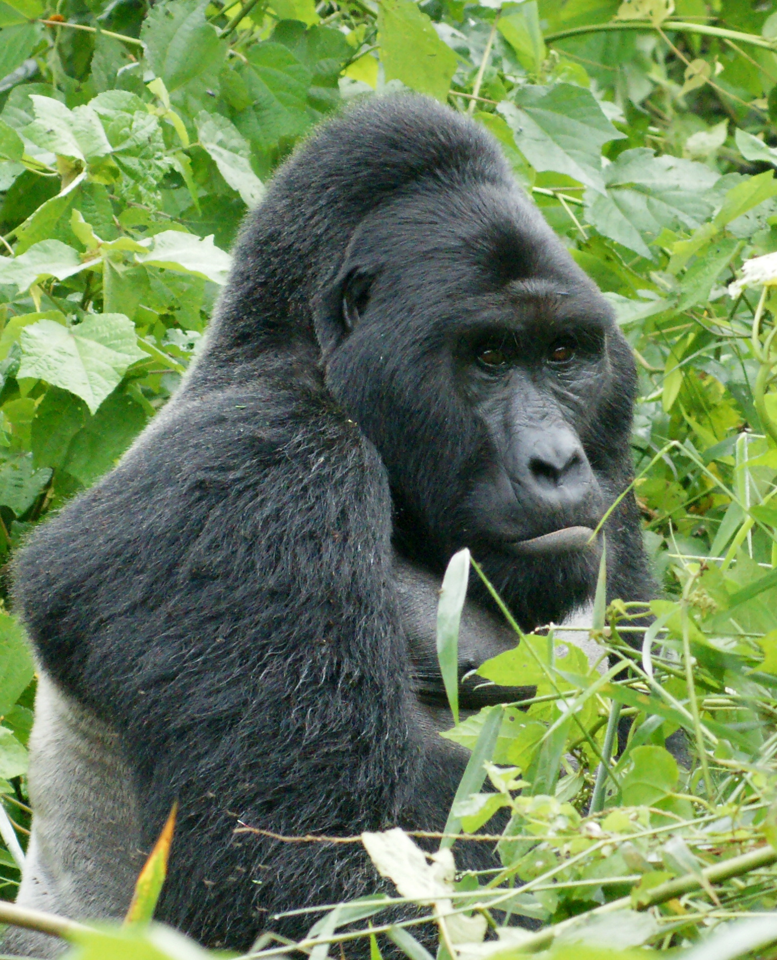 Gorilla looking majestic