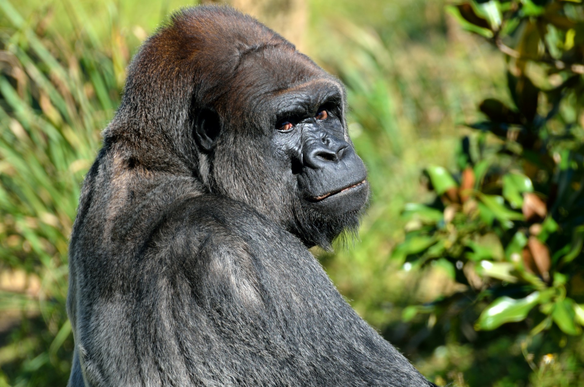Gorilla staring at camera